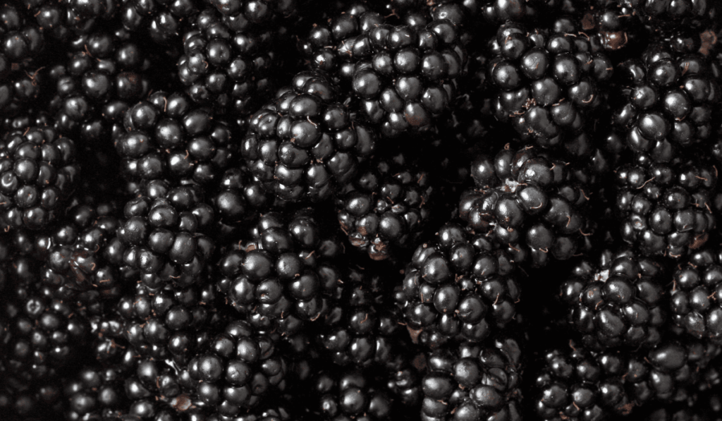 How To Plant Blackberries - A Complete Guidelines