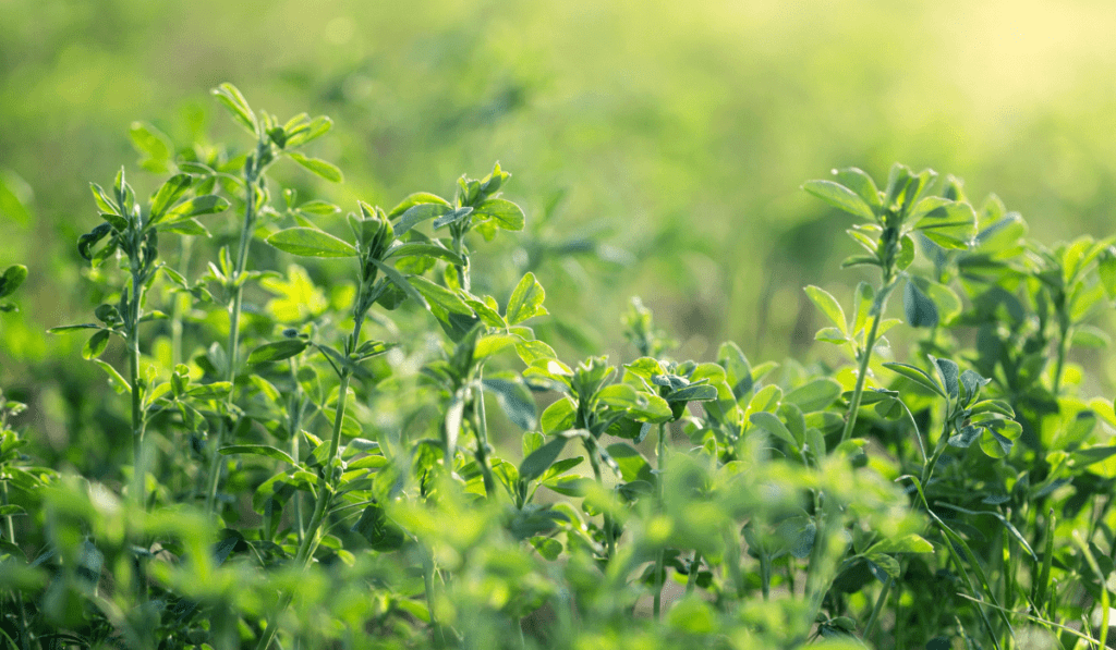 How To Plant Alfalfa - A Complete Guideline