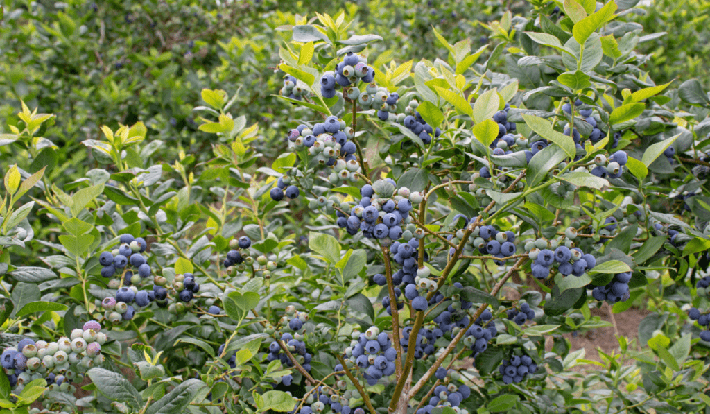How To Care Blueberry Plant - A Guide to Nurturing Your Blueberry Plants
