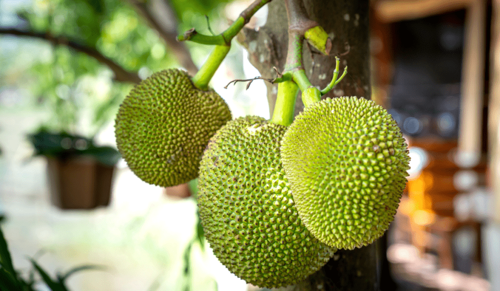 Can Breadfruit Grow in the US? Unveiling the Potential for Tropical Fruit Cultivation
