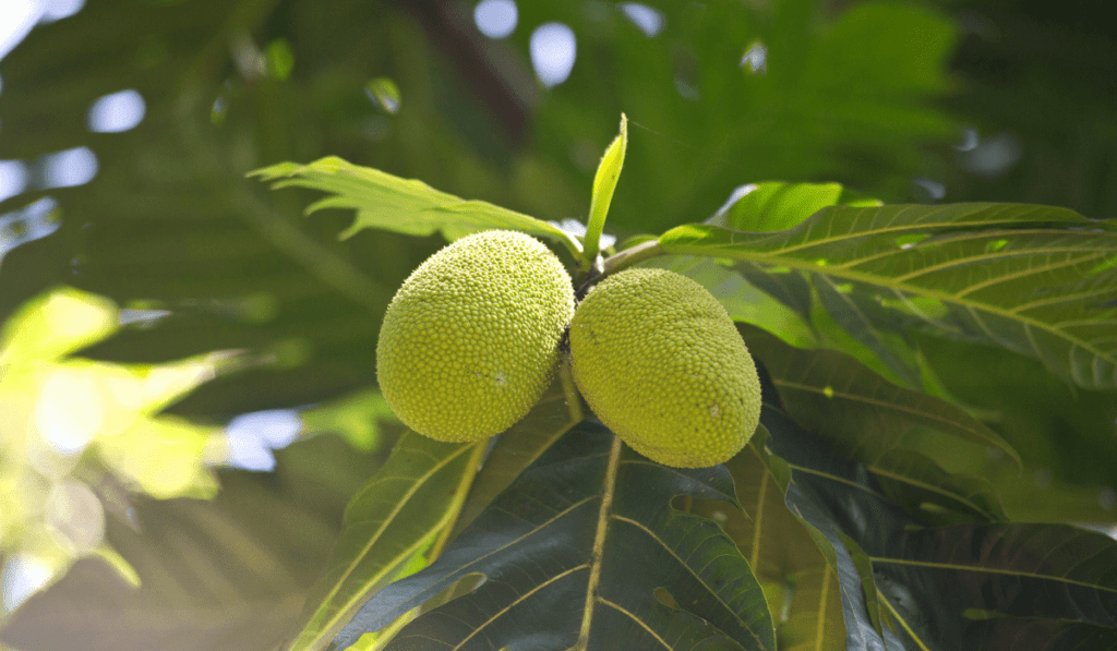 Best Season for Breadfruit: When to Expect a Bountiful Harvest