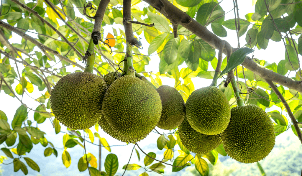 A Comprehensive Guide to Harvesting Breadfruit: From Tree to Table