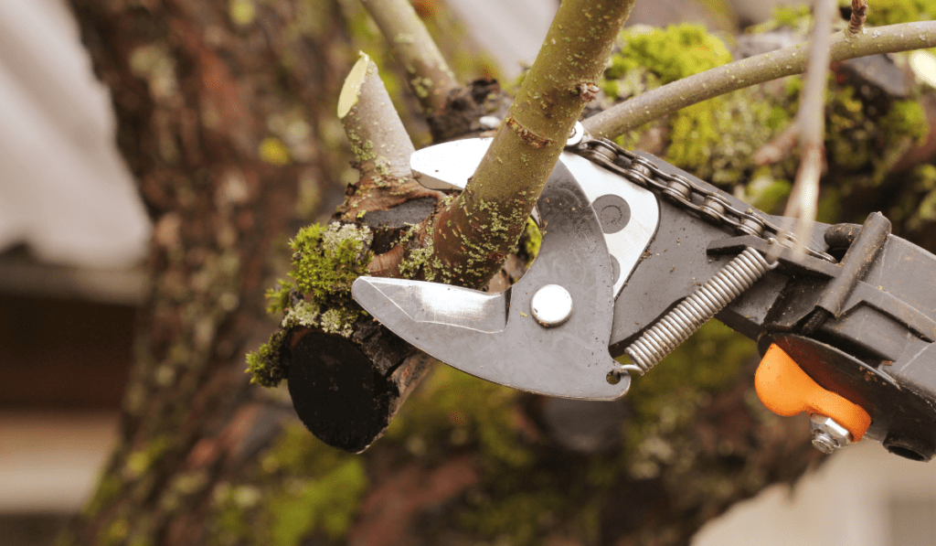 Tips for Effective Pole Pruning Apple Trees