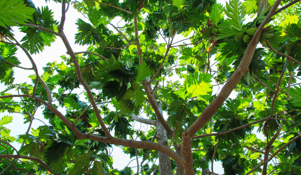 How Long Does a Breadfruit Tree Take to Grow? A Comprehensive Guide