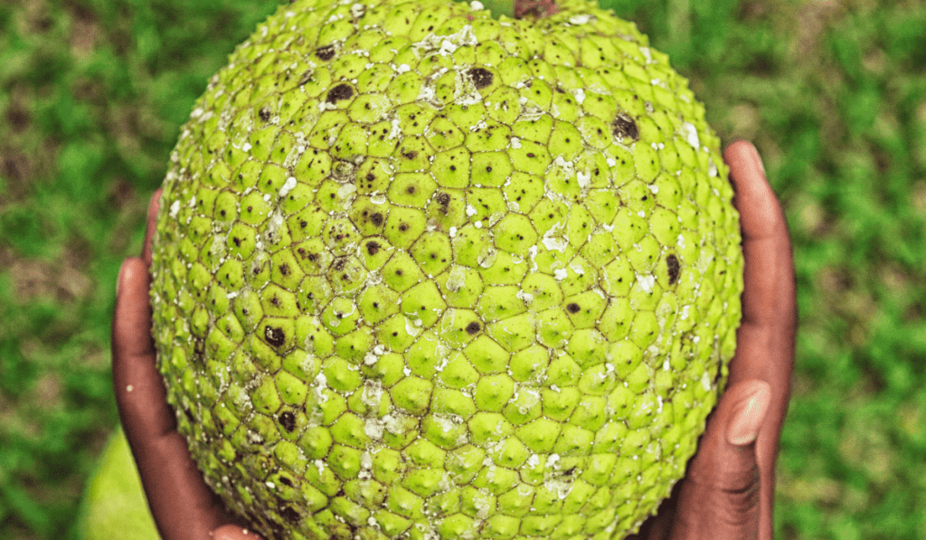 How To Plant Breadfruit - A Complete Guide