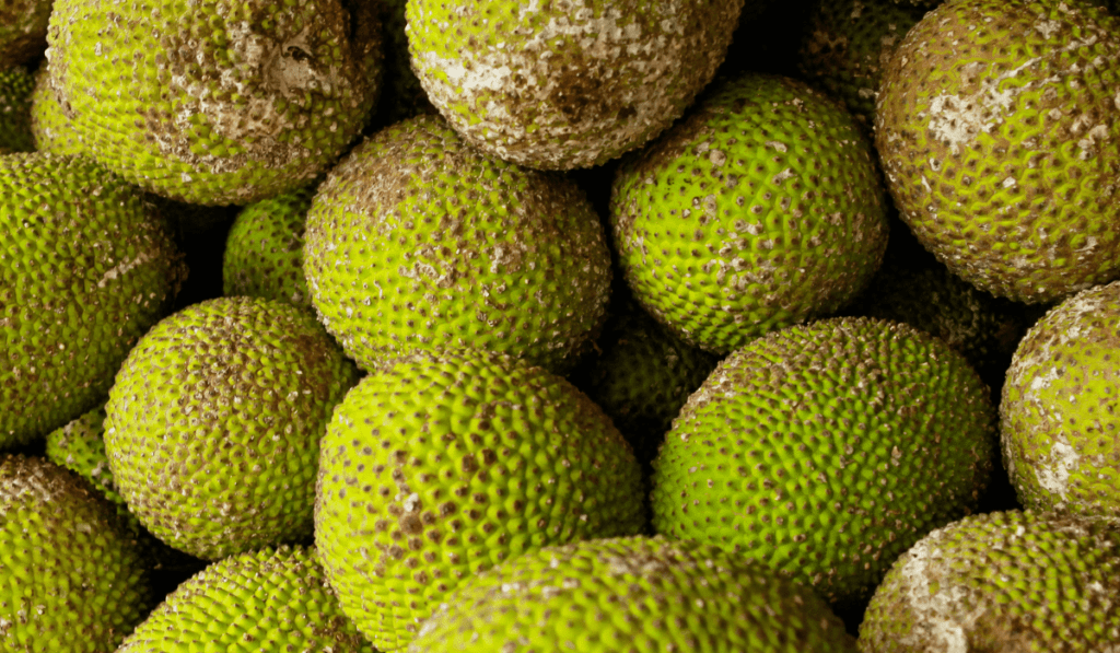 10 Common Diseases of Breadfruit Trees: Identification and Management