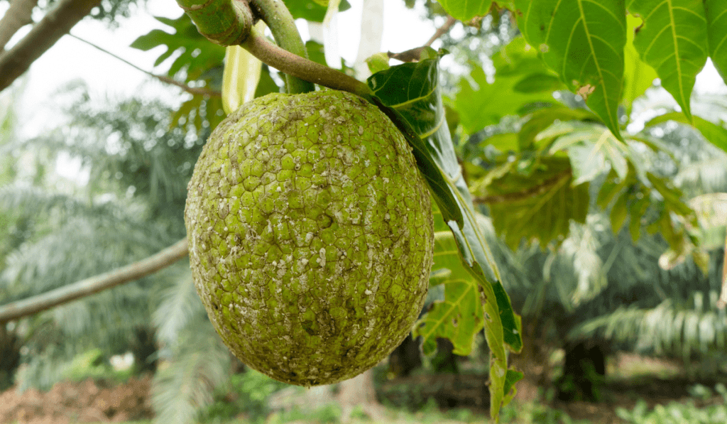 10 Common Pests of Breadfruit Trees: Identification and Management