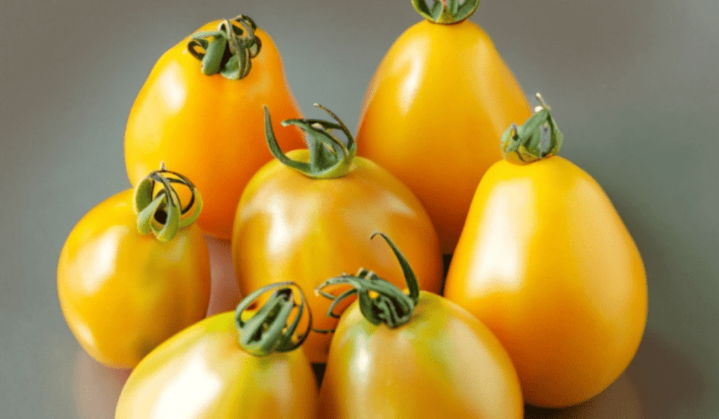 How To Plant Yellow Pear Tomatoes - Planting Guide