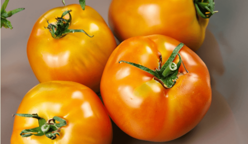 How To Plant Yellow Tomatoes - 9 Step-by-Step Planting Guide