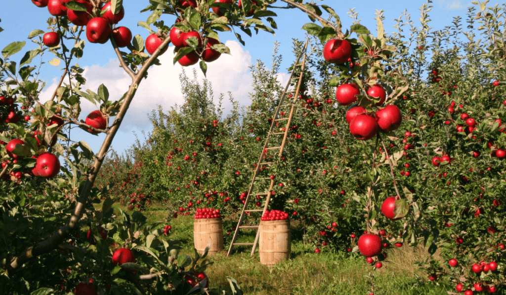 Apple Orchard Chicago - Experience the Essence of Autumn in the City