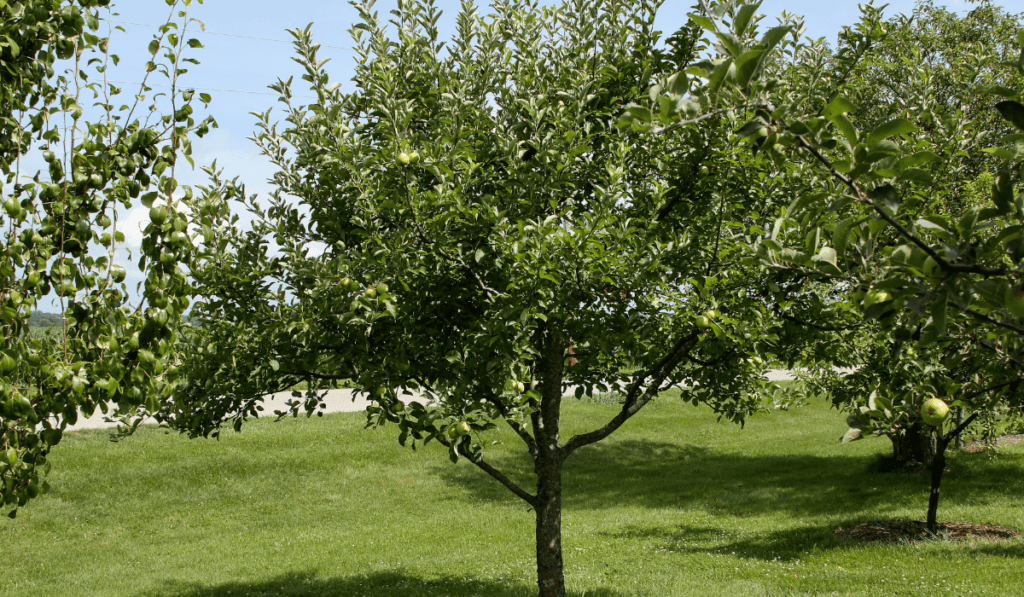 Dwarf Apple Orchard Tree Spacing - Optimal Spacing Techniques for Compact Apple Trees