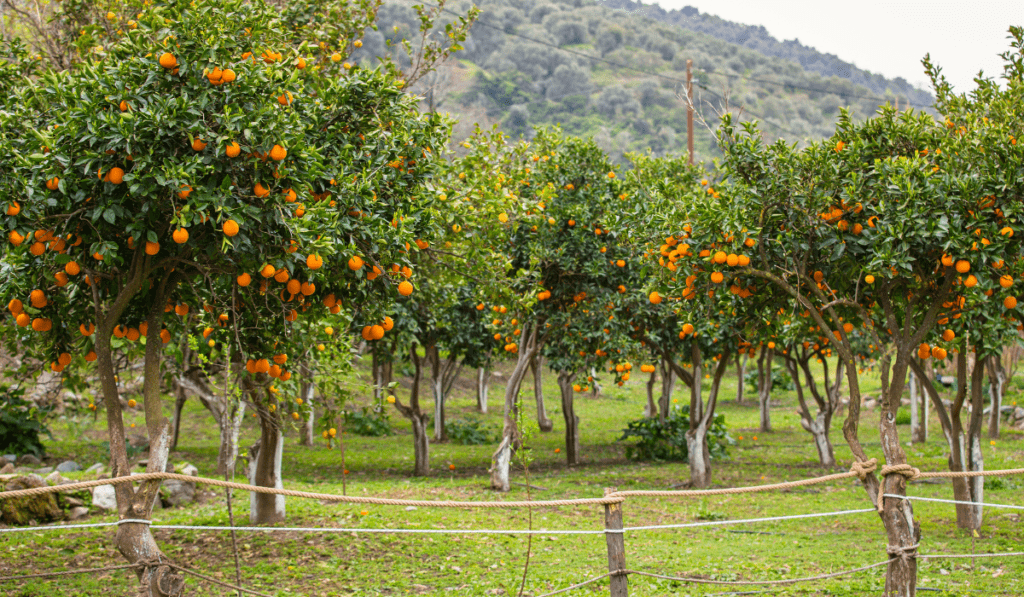 Minimum Distance Between Fruit Trees - Optimal Spacing for Healthy Harvests