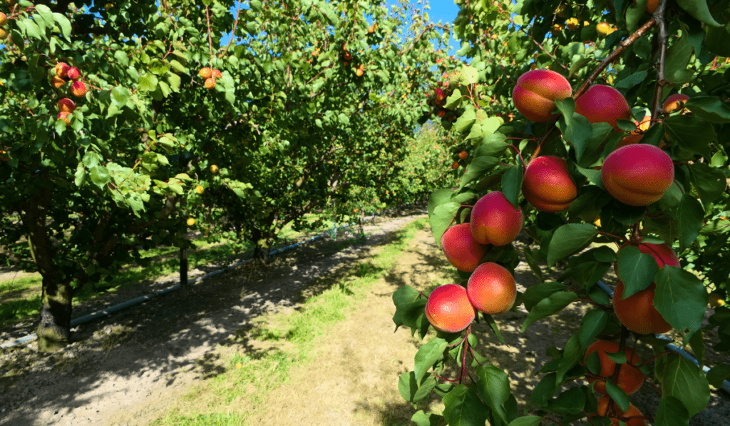 High Density Fruit Tree Spacing - Maximizing Your Orchard's Potential