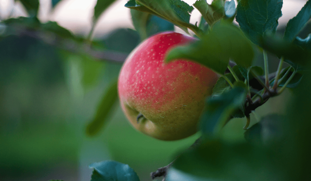 How to Plant Apple Trees in the USA - A Step-by-Step Guide