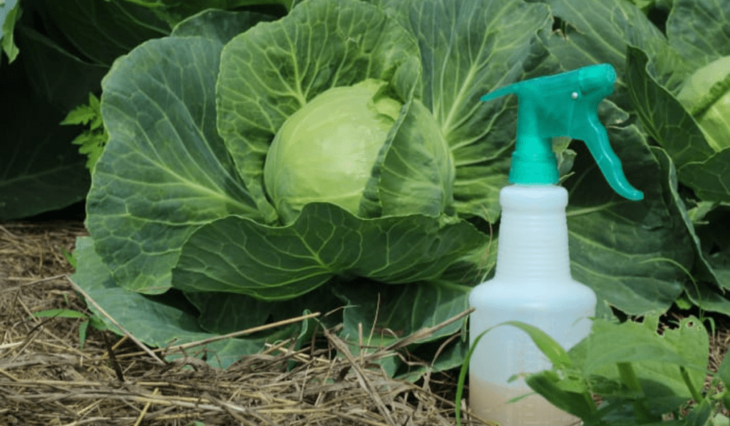 Homemade Garlic Spray Recipe for Controlling Aphids