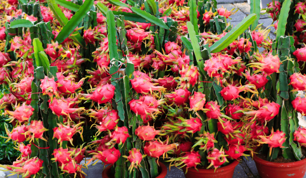 Growing Dragonfruit in a Greenhouse – The Ultimate Guide